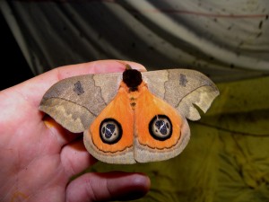 Papillon (non déterminé) 